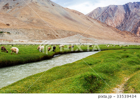 Animals with natural landscape in Leh Ladakh Animals with natural landscape in Leh Ladakh 33539434