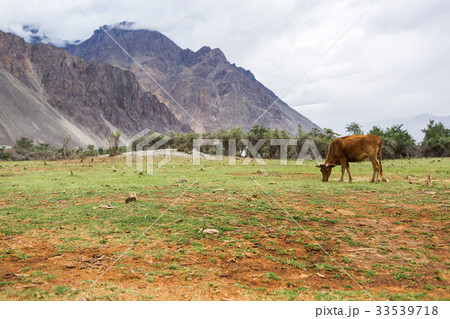 Cows with natural landscape in Nubra valley 33539718
