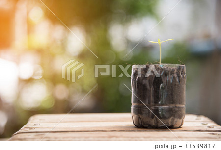 Little plant in the plastic bottle on wood floor Little plant in the plastic bottle on wood floor 33539817