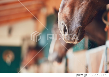 Nose of the horse 33540277