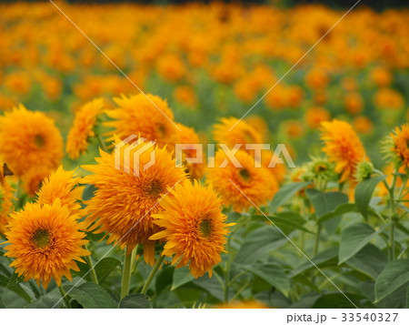 あけのひまわりフェスティバル 33540327