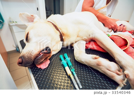 Old dog in veterinary clinic. Old dog in veterinary clinic. 33540346