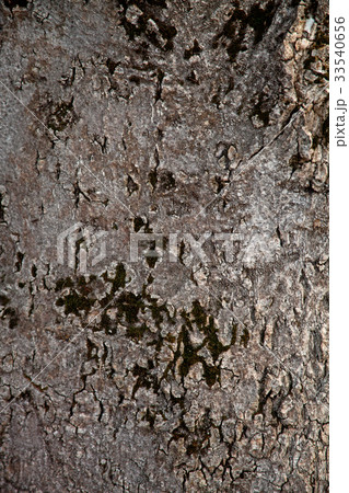 old tree texture old tree texture 33540656