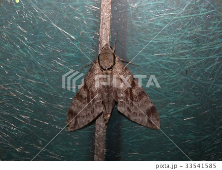 シモフリスズメ シモフリスズメ 33541585