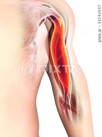 Medical and Scientific, Bicep Muscular. 33542037