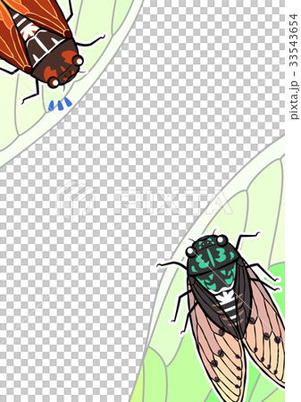 セミのフレーム_1 33543654