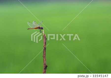 Dragonflies fly  field green treetops back 33545147