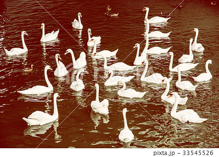 Group of white swans with ducks in water, filter 33545526