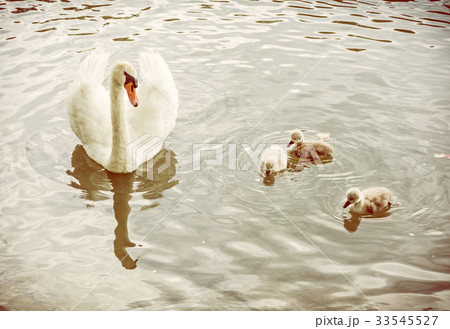White mother swan swim with her youngs, filter 33545527