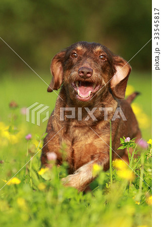 Cute brown dog running through flower field Cute brown dog running through flower field 33545817