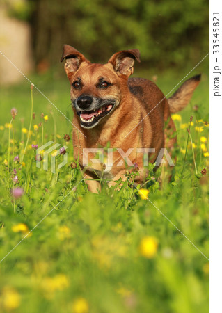 Active senior dog running through meadow Active senior dog running through meadow 33545821