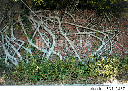 分枝 枝 支店 33545827