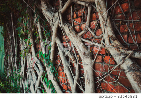 分枝 枝 支店 33545831