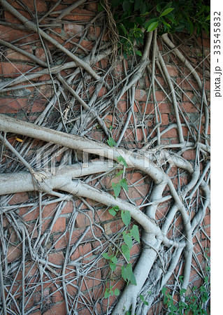 分枝 枝 支店 33545832