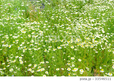 White daisy in spring meadow. White daisy in spring meadow. 33546511
