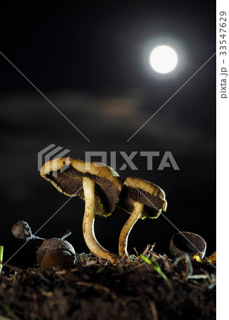 Two mushrooms and the moon Two mushrooms and the moon 33547629