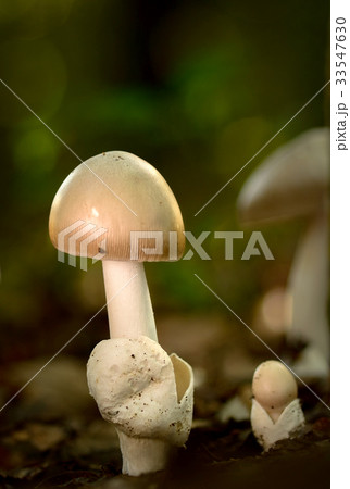 Two mushrooms on woods Two mushrooms on woods 33547630