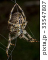 Spider on the web 33547807
