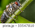 Insect on branch 33547810