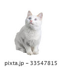 Cat on white 33547815