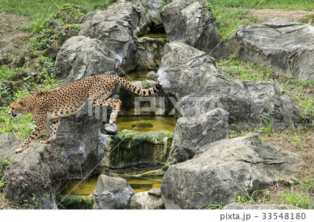 幼いチーターの跳躍 33548180