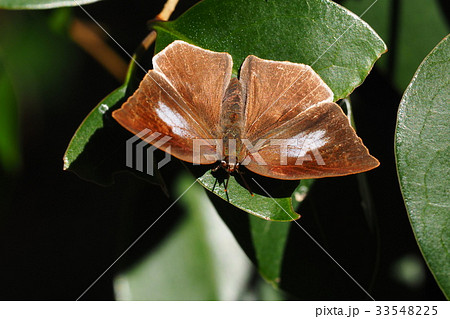 ウラギンシジミ（メス） 33548225