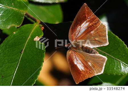 ウラギンシジミ（メス） 33548274