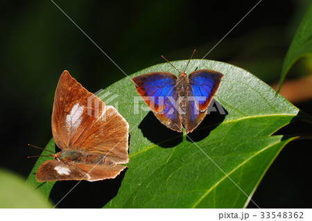 ムラサキシジミ（オス）とウラギンシジミ（メス） 33548362