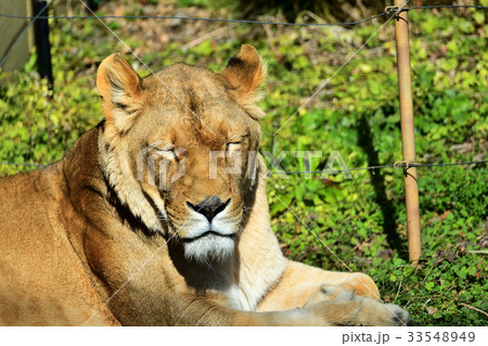 東武動物公園　ライオン 33548949