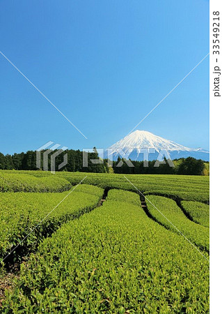 青空の富士山と新緑の茶畑 33549218