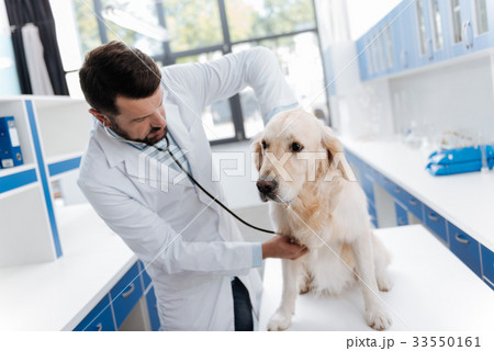 Attentive vet listening heartbeats in his patient 33550161