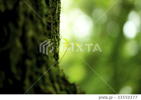 ひこばえ 33550377