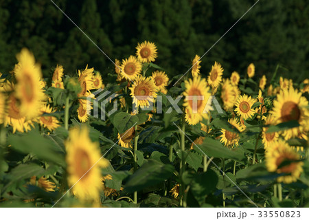 津南のひまわり畑 津南のひまわり畑 33550823
