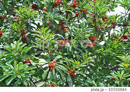赤くなったヤマモモの実 赤くなったヤマモモの実 33550984