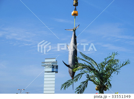 釣り上げられたカジキマグロ 茨城ビルフィッシングトーナメント 釣り上げられたカジキマグロ 茨城ビルフィッシングトーナメント 33551349