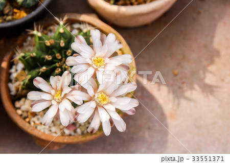 cactus flower ,selective focus. 33551371