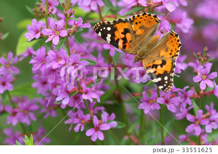 生き物　昆虫　ヒメアカタテハ、ミソハギで吸蜜。花もチョウも相手に負けず色鮮やかです 33551625