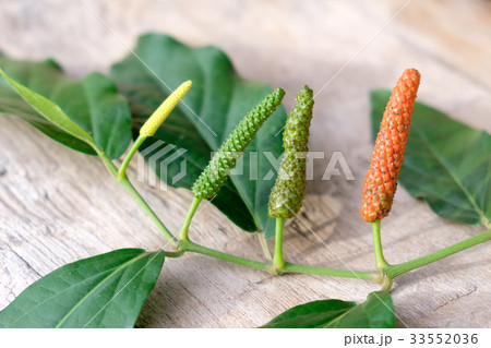 Long pepper or Piper longum on wooden table 33552036