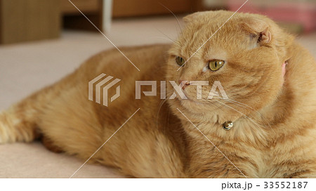 左を見つめる猫 33552187