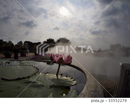 ミストが演出する幻想的な蓮 ミストが演出する幻想的な蓮 33552279