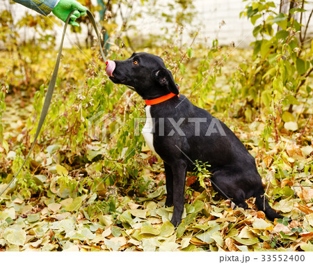 mongrel dog looks into the eyes mongrel dog looks into the eyes 33552400