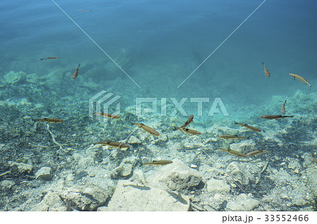 湖と魚 湖と魚 33552466