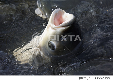 食べ物　欲しい 33552499
