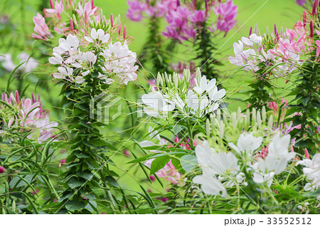 クレオメ 33552512