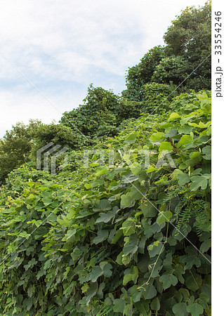 葛の繁茂 33554246