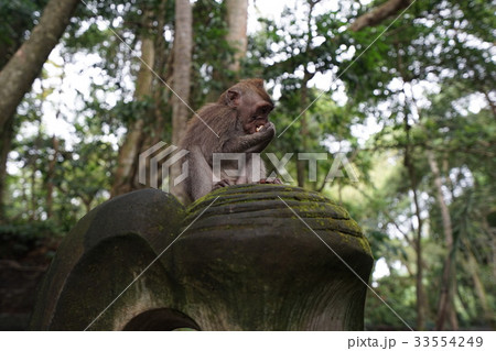Monkey forest of Bali Ubud Monkey forest of Bali Ubud 33554249