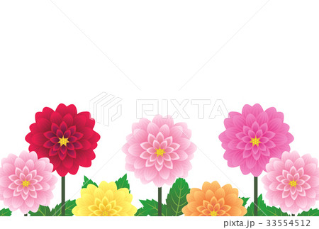 ダリアのイラスト素材