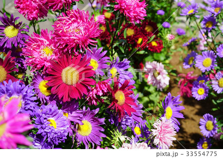 美しい色とりどりのアスター 美しい色とりどりのアスター 33554775