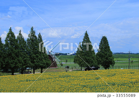 あけぼの山農業公園　ひまわり 33555089
