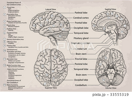 Anatomical human Brain Medicine illustration 33555319